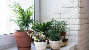 Read more about the article 10 Unkillable Houseplants Perfect for Busy Plant Parents: A Beginner’s Guide